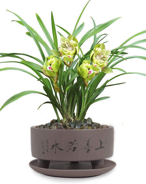 Dahlia 5.2" "Top Virtue is Like Water Zisha Bonsai Planter Flower Pot w. Saucer, Dark Brown