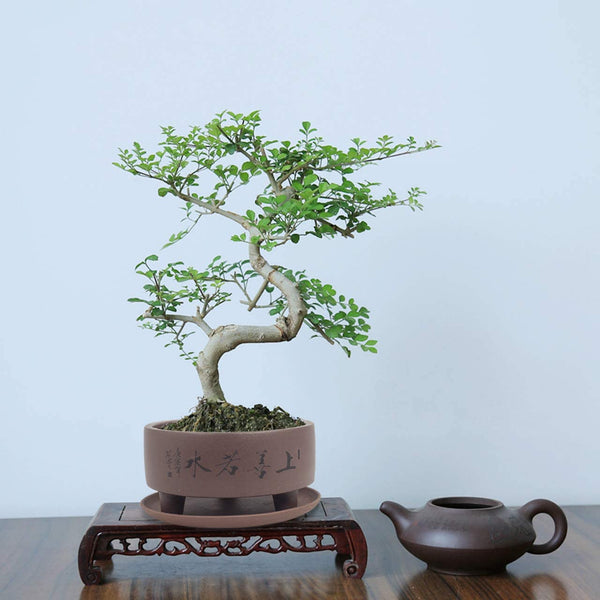 Dahlia 5.2" "Top Virtue is Like Water Zisha Bonsai Planter Flower Pot w. Saucer, Dark Brown