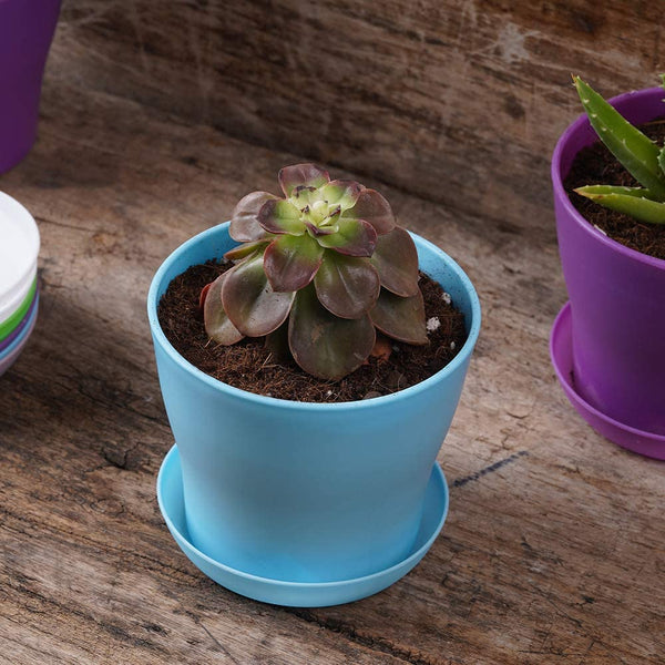 10 Pcs Plastic Planters Indoor Flower Plant Pots, Mini Flower Seedlings Nursery Pot/Flower Pot with Pallet, Modern Decorative Gardening Containers