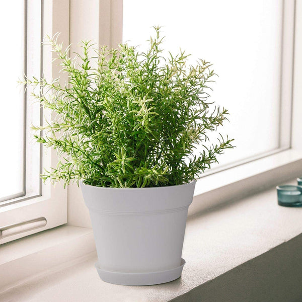 Pots for Plants, 8 Pcs 7.5 inch Plastic Planters with Multiple Drainage Holes and Tray - Plant Pots for All Home Garden Flowers Succulents, Cream White